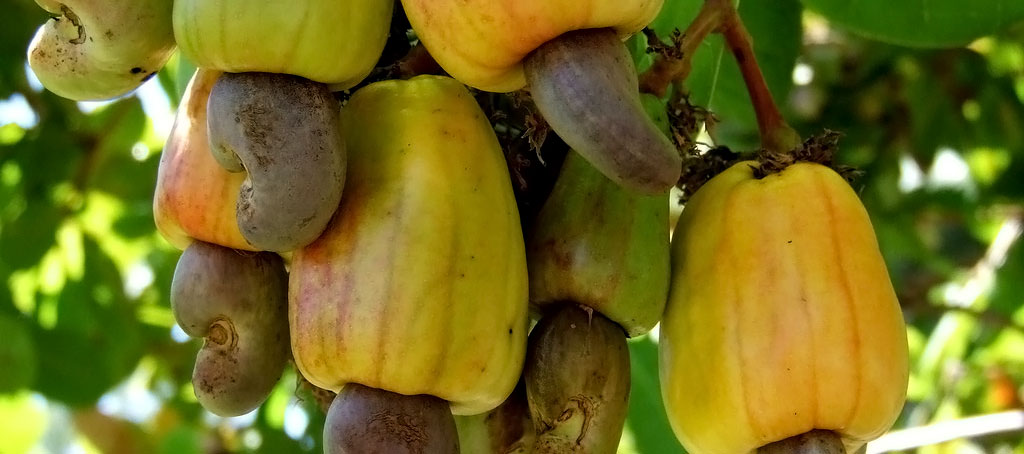 FG to generate $500m from cashew export in 2023