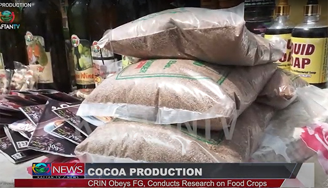 COCOA PRODUCTION: CRIN Obeys FG, Conducts Research On Food Crops