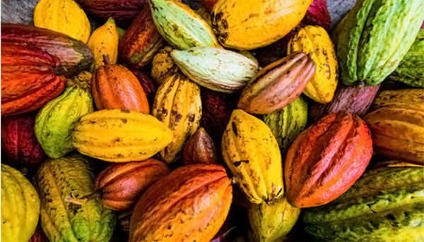 Cocoa farmers trained in Osun, urged to adopt modern cultivation methods