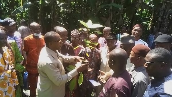 Cocoa seedlings’ distribution to farmers at CRIN Ibeku Substation, Abia State