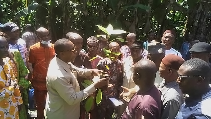 CRIN Distributes Cocoa Hybrid Seedlings To Cocoa Farmers