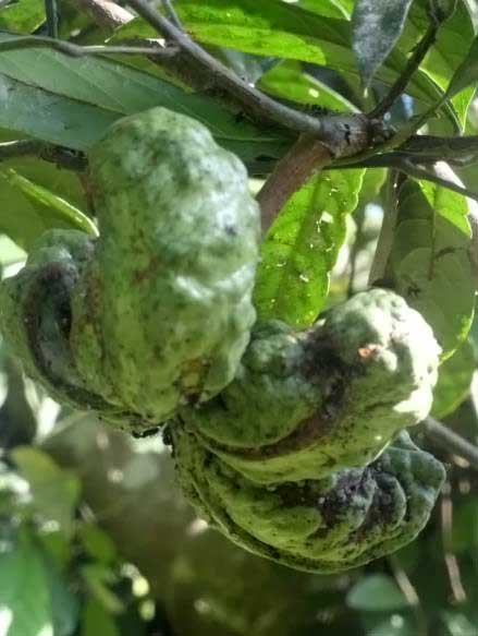 Fruiting Kola Tree